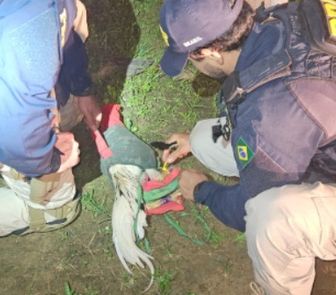 Imagem - Galos com sinais de maus-tratos são resgatados em fiscalização na BR-230, em Altamira