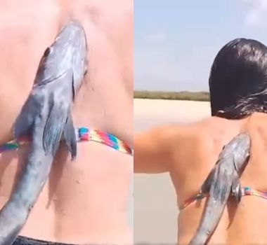 Imagem - Peixe-rêmora gruda em banhista durante banho na Praia de Crispim, no Pará
