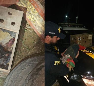Imagem - PRF resgata galos vítimas de maus-tratos durante fiscalização na BR-230, em Altamira, no Pará