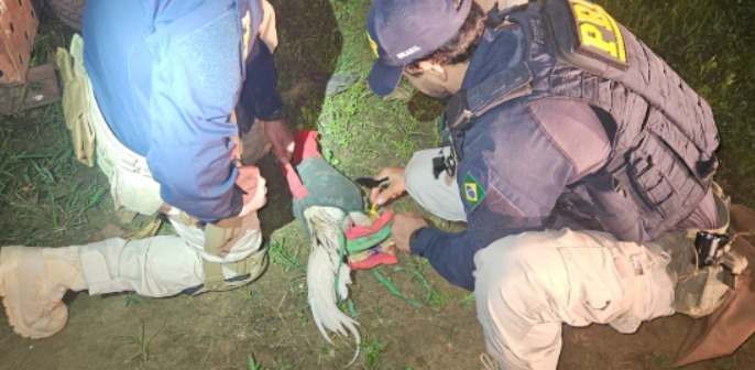 (A prática de maus-tratos a animais é crime previsto na legislação brasileira e pode resultar em multa e detenção.)