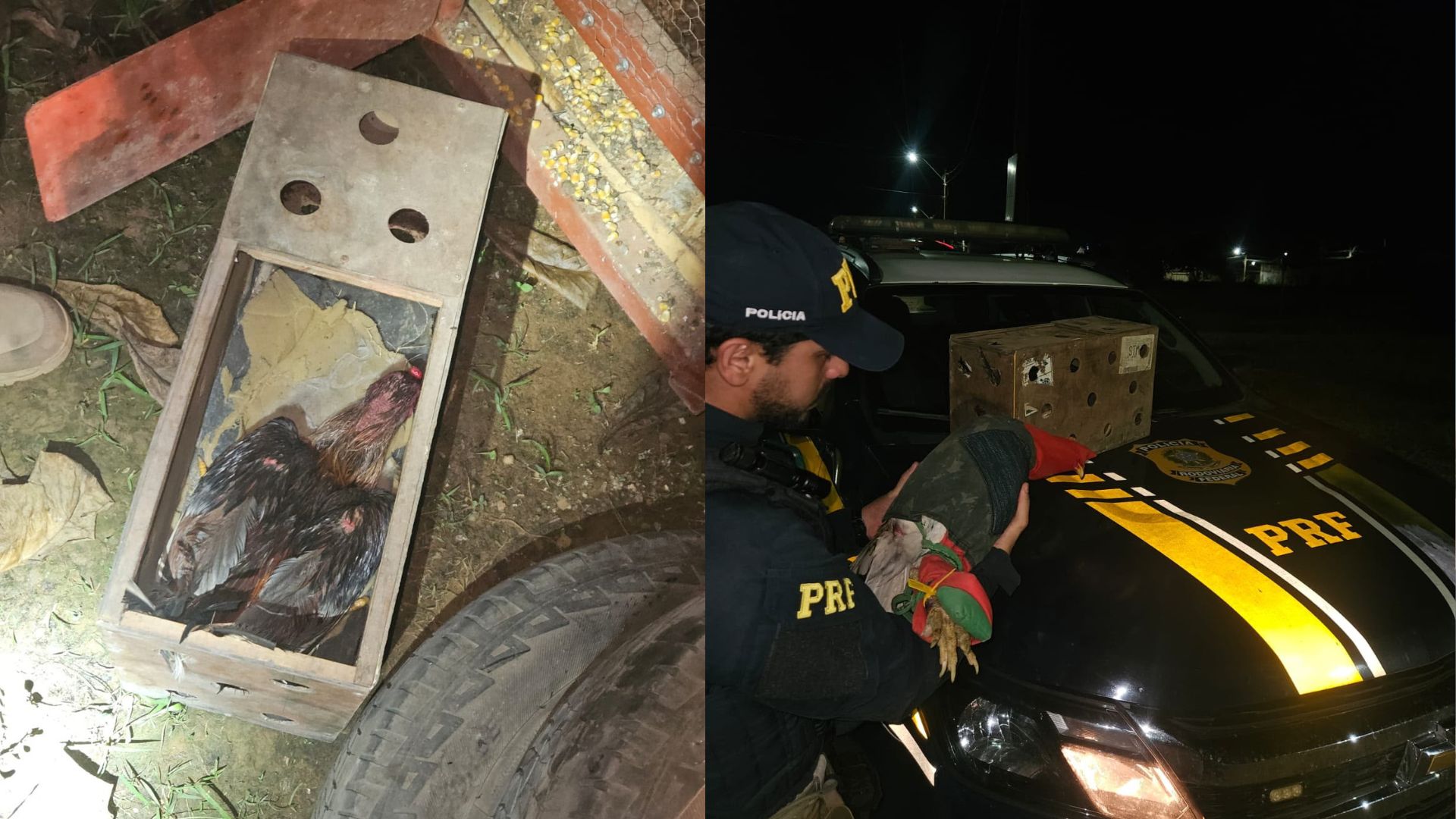 PRF resgata galos vítimas de maus-tratos durante fiscalização na BR-230, em Altamira, no Pará