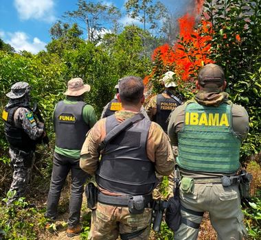 Imagem - PF apreende e destrói cerca de 6 mil pés de cannabis em Terra Indígena no sul do Pará