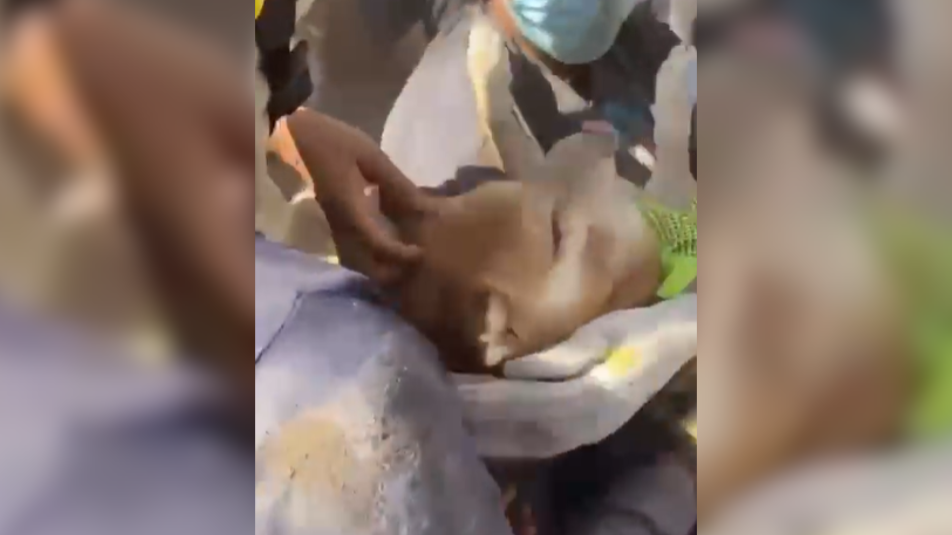 Animal foi encontrado por bombeiros após latidos serem ouvidos em uma casa destruída em Cali