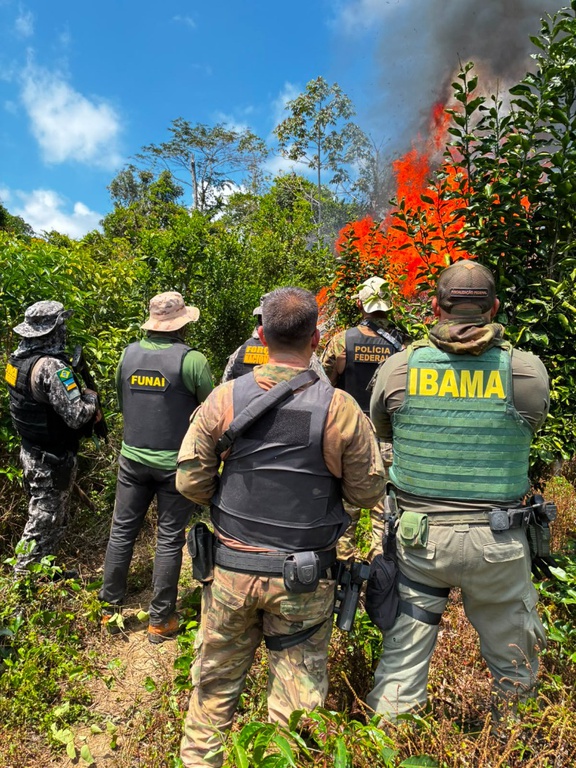 Imagem - PF apreende e destrói cerca de 6 mil pés de cannabis em Terra Indígena no sul do Pará