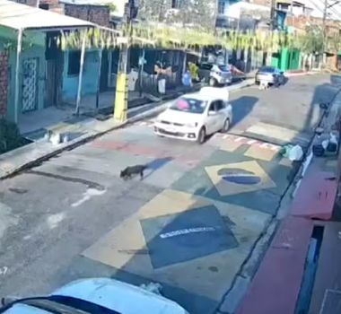 Imagem - Cadela idosa é atropelada e motorista não presta socorro em Belém