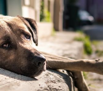 Imagem - Câmara aprova suspensão e cassação da CNH para quem abandonar animais