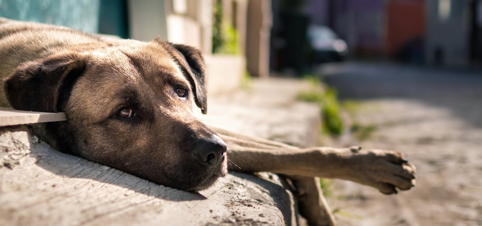 Imagem - Câmara aprova suspensão e cassação da CNH para quem abandonar animais