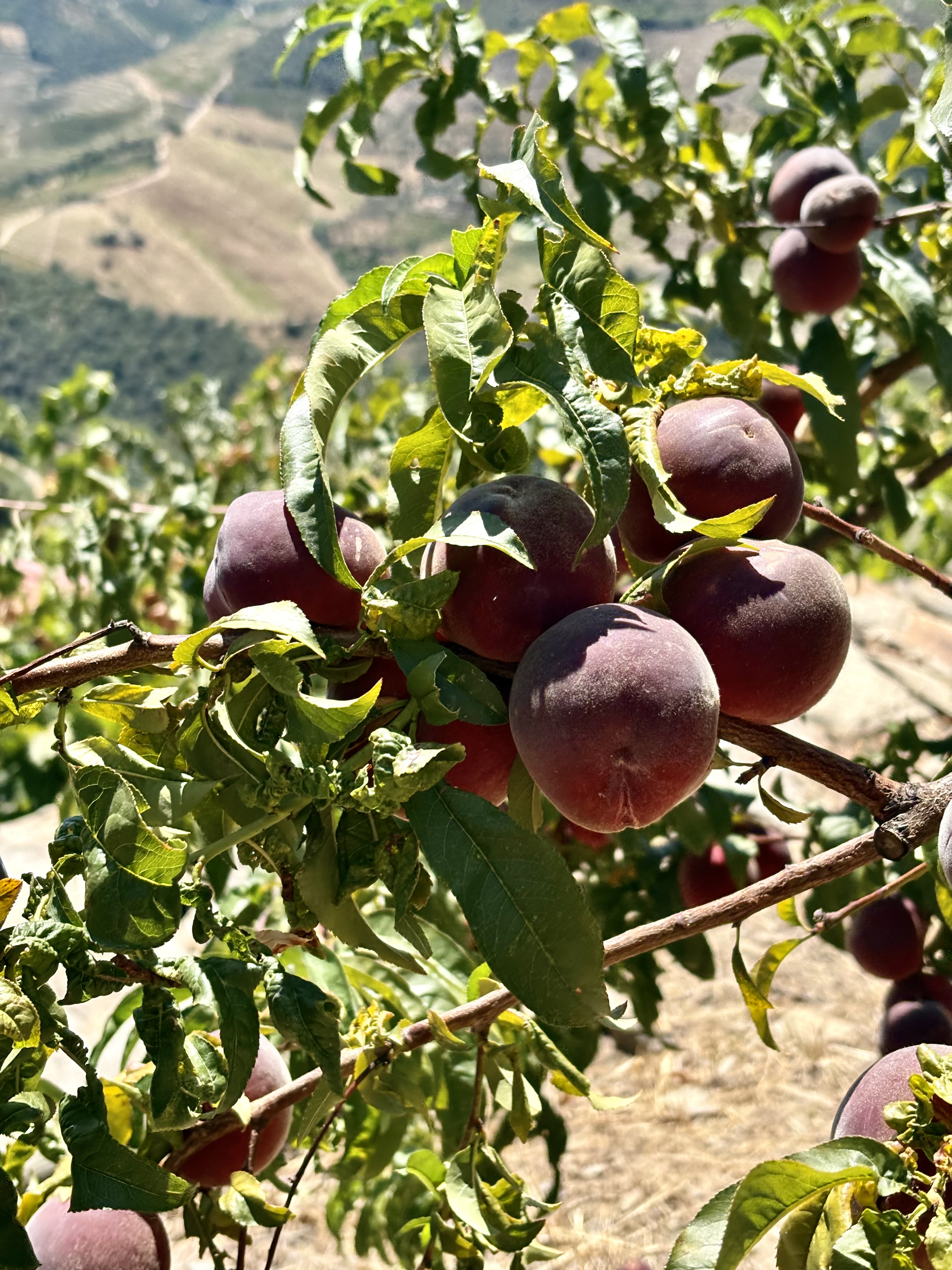 Frutas do pomar vão direto pra mesa dos hóspedes: figos, geleias, sumos.