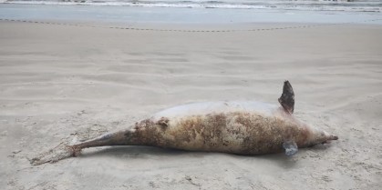 Golfinho de 3 metros encalha morto em praia de SP e mobiliza necropsia em campo