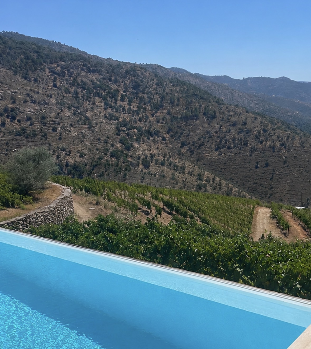 Paisagem exuberante das vinhas fazem do local um dos pontos altos da visita 