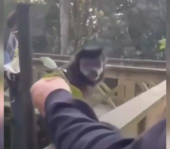 Imagem - Homem é investigado por agredir macaco-prego e fazê-lo cair de ponte, em SC