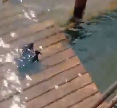 Imagem - Urubu chama atenção ao se refrescar em rio durante forte calor em Mocajuba, no Pará; assista