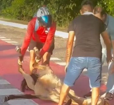 Imagem - Em Belém, cavalo é atropelado na avenida Centenário e recebe atendimento