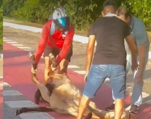 Pessoas que passavam pelo local ajudaram a prestar socorro e a retirar o cavalo da pista.