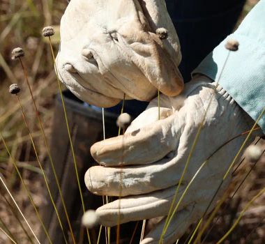 Imagem - Pesquisadores encontram plantas consideradas extintas há 30 anos