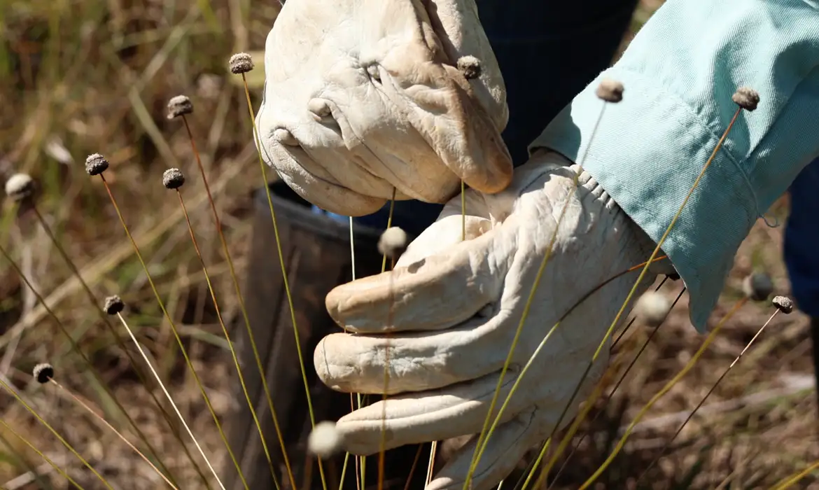Imagem - Pesquisadores encontram plantas consideradas extintas há 30 anos