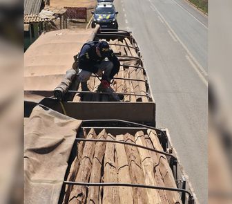 Imagem - PRF apreende madeira ilegal na BR-230, em Itupiranga no Pará