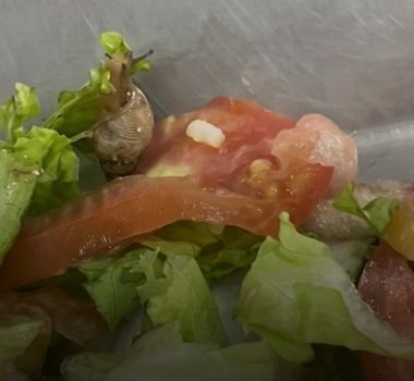 Imagem - Estudantes da UFRA denunciam presença de caramujo no restaurante universitário