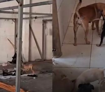 Imagem - Após transferência de indígenas, Prefeitura de Belém deixa cães abandonados em abrigo no Tapanã