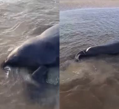 Imagem - Vídeo: Dois peixes-bois são encontrados encalhados em igarapé de Soure, no Marajó