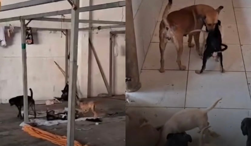 Dezenas de cães foram abandonados no antigo espaço de acolhimento, no bairro do Tapanã

