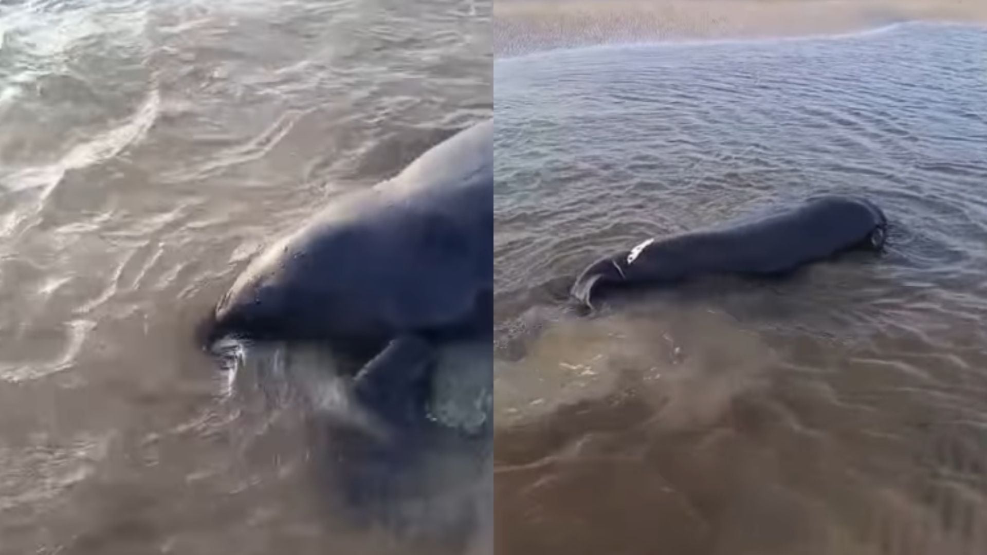 Dois peixes-bois teriam sido encontrados encalhados no Igarapé do Glória, em Soure, na região do Marajó, no Pará.