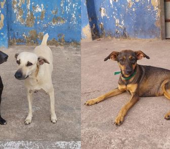 Imagem - ‘Sem água e sem comida’: mulher cobra Prefeitura sobre assistência a animais em abrigo no Tapanã