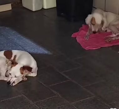 Imagem - Duas cadelas são resgatadas após denúncias de abuso sexual e maus-tratos em Outeiro