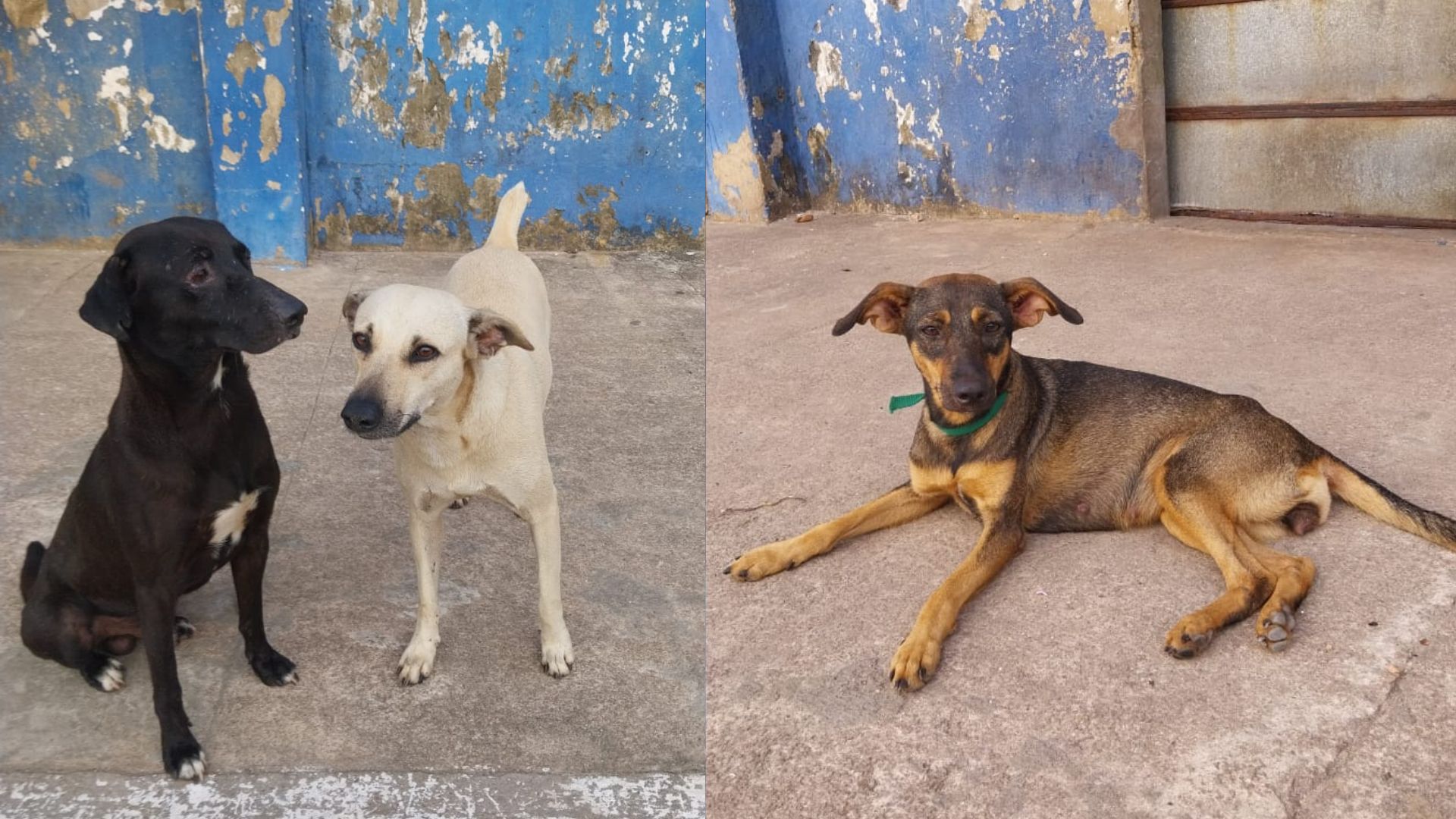 ‘Sem água e sem comida’: mulher cobra Prefeitura sobre assistência a animais em abrigo no Tapanã