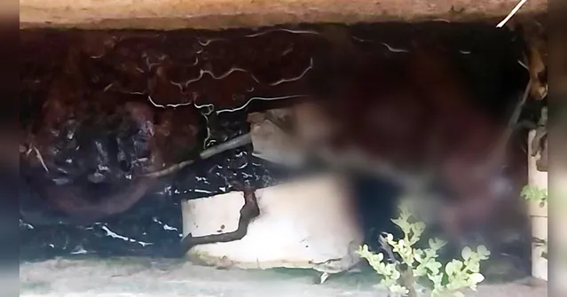 O achado ocorreu durante obras realizadas nas dependências da unidade

