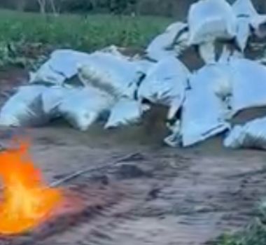Imagem - Polícia incinera 1,9 tonelada de maconha após descobrir área com 60 mil pés em MG