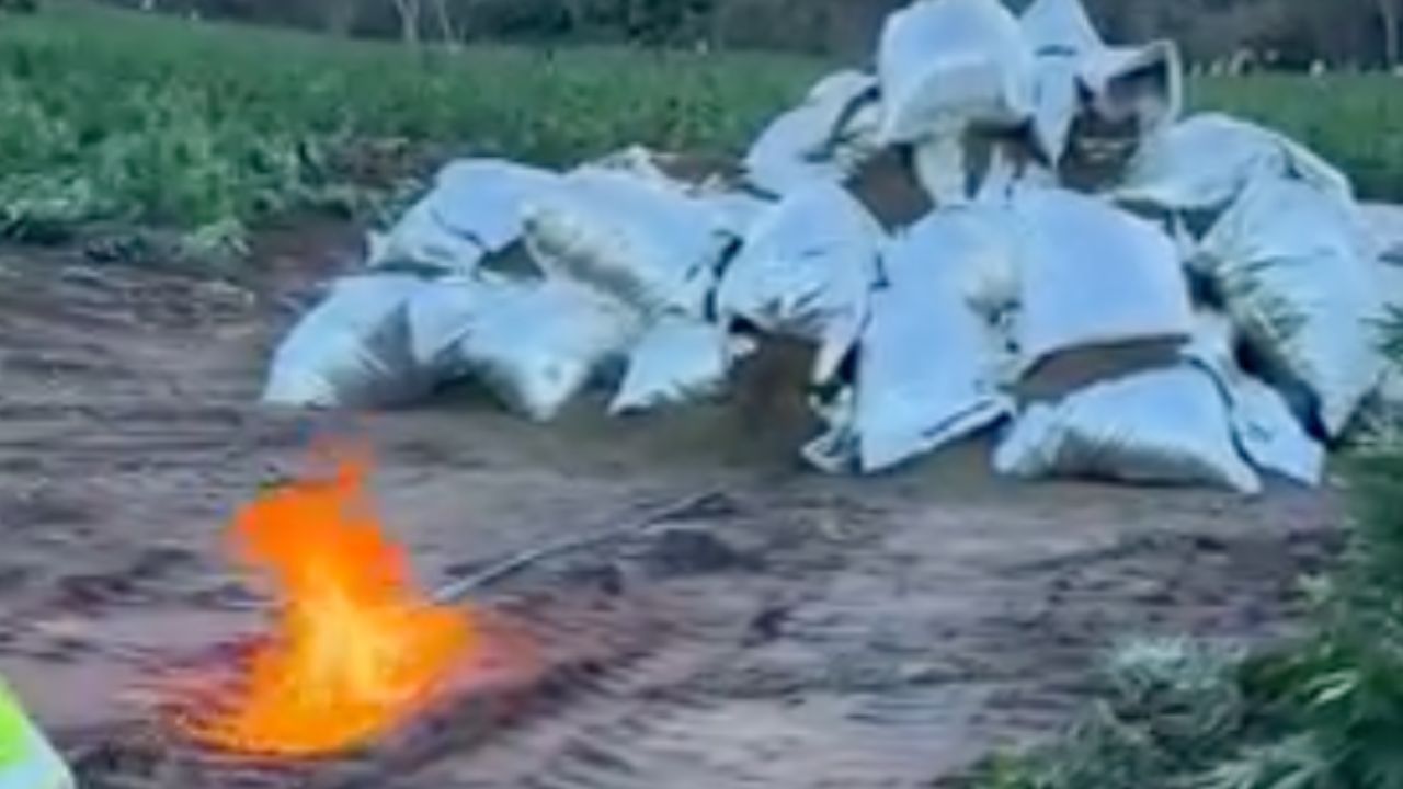 Polícia incinera 1,9 tonelada de maconha após descobrir área com 60 mil pés em MG