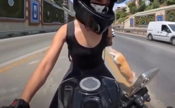 Gato escapa de caixa durante viagem de moto e provoca desespero em dona; Veja