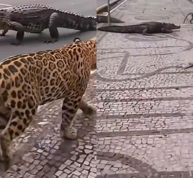 Imagem - Paraense viraliza ao criar vídeo de IA mostrando como é andar pelas ruas de Belém
