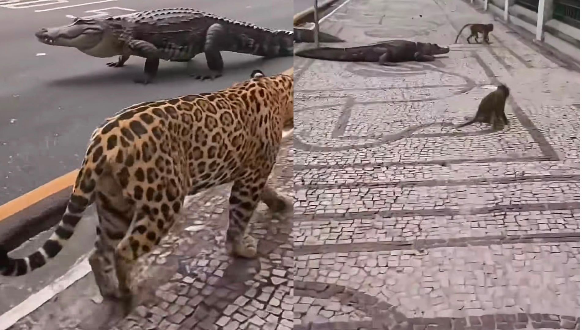Paraense viraliza ao criar vídeo de IA mostrando como é andar pelas ruas de Belém
