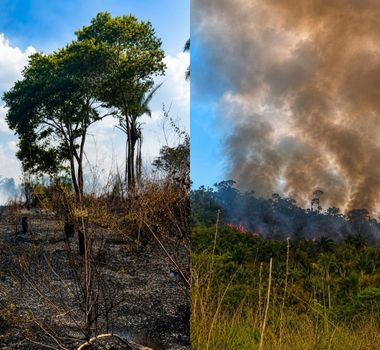 Imagem - Incêndio avança em Terra Indígena Apyterewa no sul do Pará