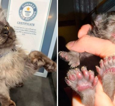 Imagem - Gatinho 'mãozinha de fada': felino nasce com 29 dedos e entra para o Guinness World Records