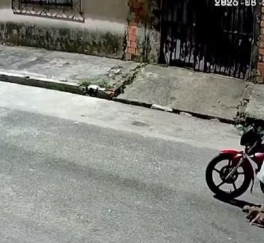 Imagem - Homem é flagrado abandonando filhotes de cachorro em rua de Belém