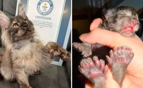 Gatinho 'mãozinha de fada': felino nasce com 29 dedos e entra para o Guinness World Records