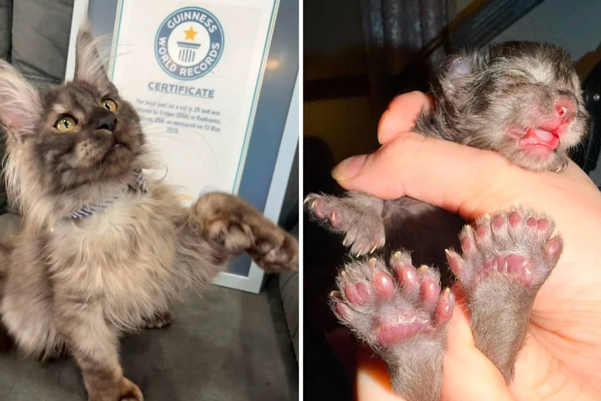 Gatinho 'mãozinha de fada': felino nasce com 29 dedos e entra para o Guinness World Records