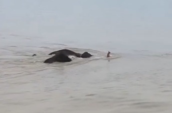 (Publicações divulgadas nas redes sociais mostram a manada chegando em uma represa na Índia flutuando.)