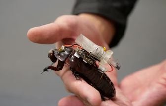 Cientistas criam baratas ciborgues para socorrer vítimas de desastres