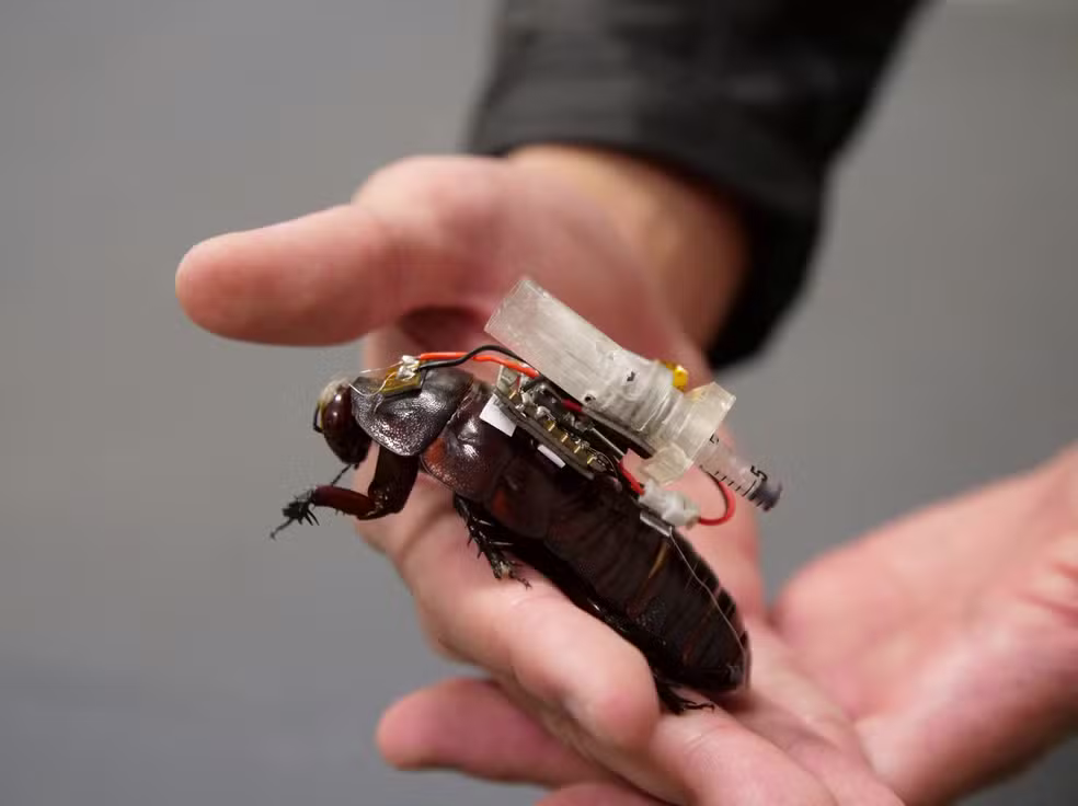 Cientistas criam baratas ciborgues para socorrer vítimas de desastres