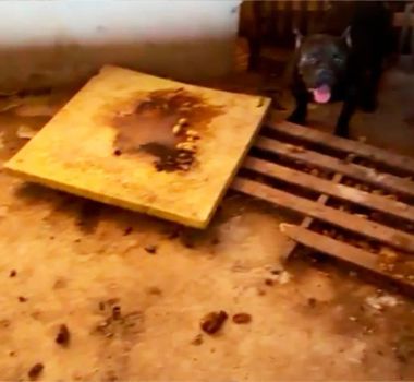 Imagem - Polícia resgata 19 aves e dois cães em situação de maus-tratos em Marabá