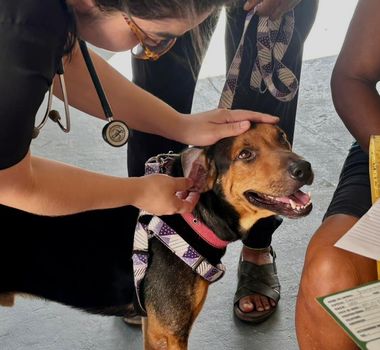 Imagem - Belém Animal Itinerante leva atendimento veterinário gratuito ao Jurunas