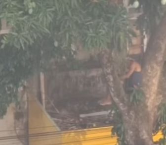 Imagem - Homem “dorme” pendurado em Mangueira na avenida Presidente Vargas, em BelémCorpo de Bombeiros atendeu a ocorrência