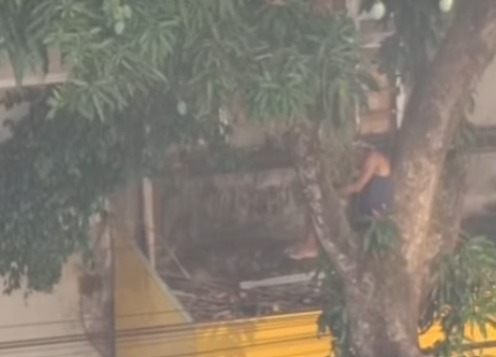Imagem - Homem “dorme” pendurado em Mangueira na avenida Presidente Vargas, em BelémCorpo de Bombeiros atendeu a ocorrência