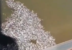 Imagem - Mortandade de peixes é registrada nas proximidades de navio em Barcarena