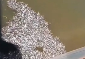 (Imagens registradas no local mostram diversos peixes boiando na água, próximos à embarcação. A situação chamou a atenção de moradores e pessoas que passavam pela região.)