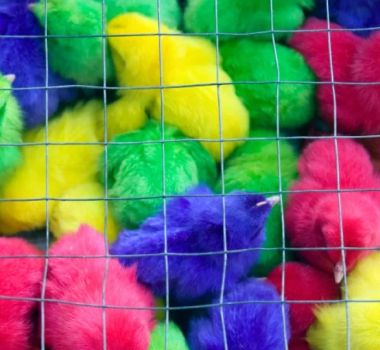 Imagem - Pintinhos coloridos artificialmente são vendidos por R$ 10 em feira livre no Agreste pernambucano
